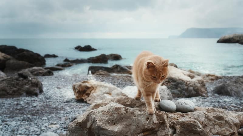 Saint Kitts and Nevis